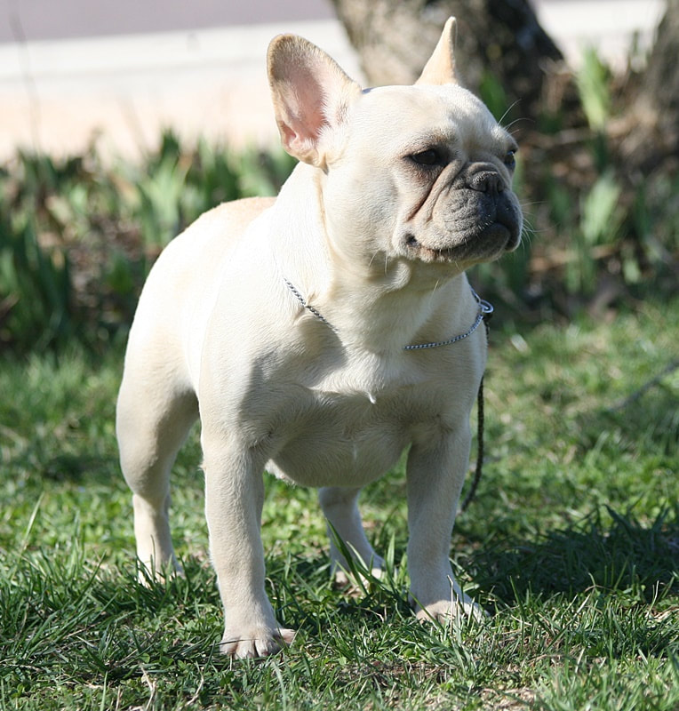 Must Be Frenchies | French Bulldog Puppies For Sale