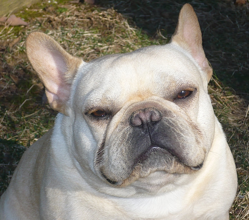 champion french bulldog