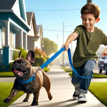 a brindle french bulldog walking on a leash with a boy