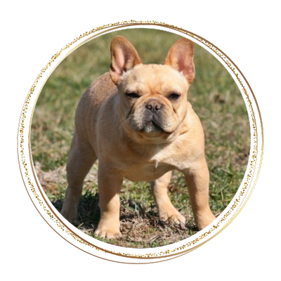 Red fawn French Bulldog female posing in the grass for her photo