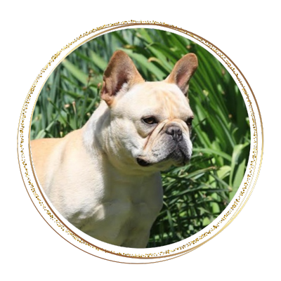 champion french bulldog sire posing in the grass looking very handsome