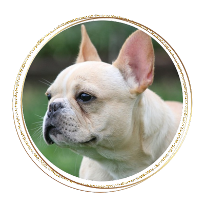 headshot photo of a female French Bulldog, she has a red fawn coat and a white blaze