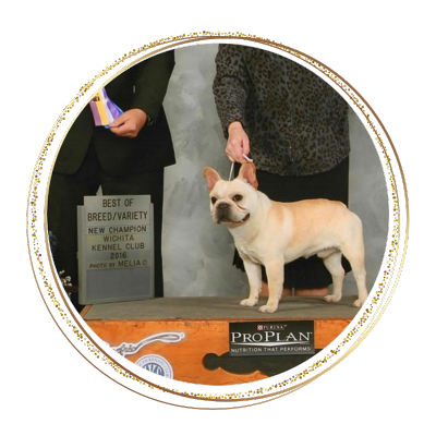champion french bulldog sire smiling for his show win photo