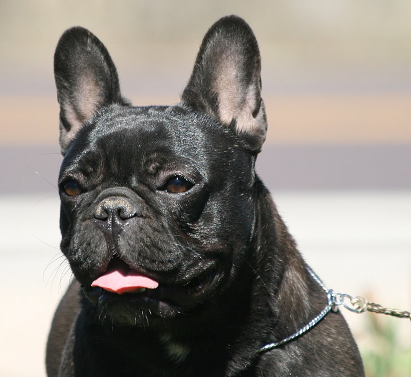Must Be Frenchies | French Bulldog Puppies For Sale - Must Be Frenchies