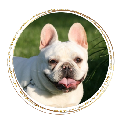a very light colored cream french bulldog looking happily at the camera