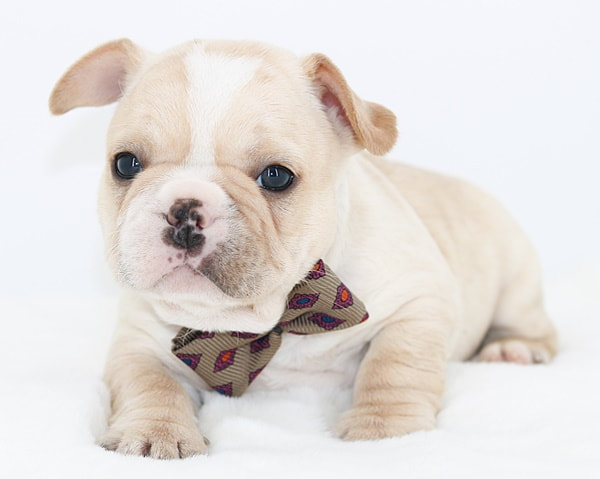 cream colored french bulldog puppy for sale