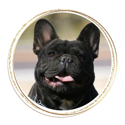 Brindle colored french bulldog looking at the camera with her big smile and tongue out