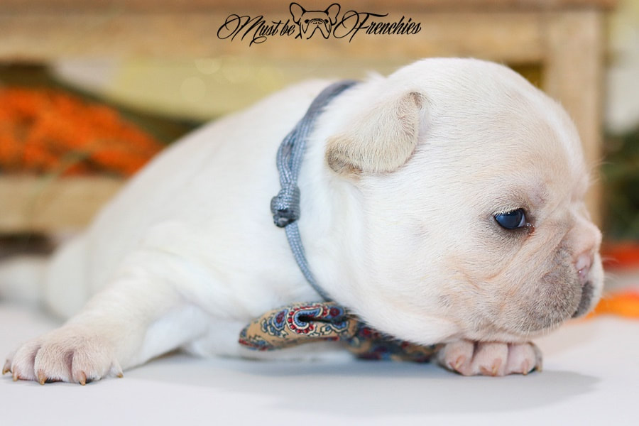 cream french bulldog puppy