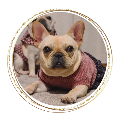 Cream colored female french bulldog wearing a sweater and a skirt
