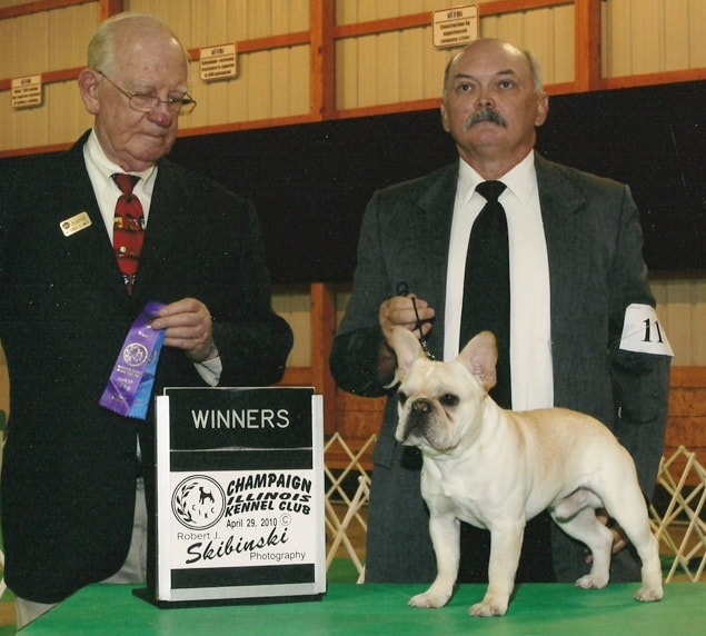 Champion french bulldog