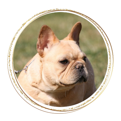 Female French Bulldog looking at the horizon and standing in the grass