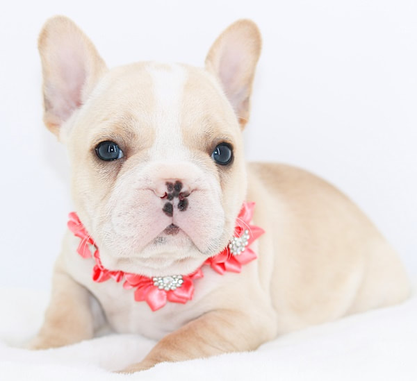 cream colored french bulldog puppy for sale