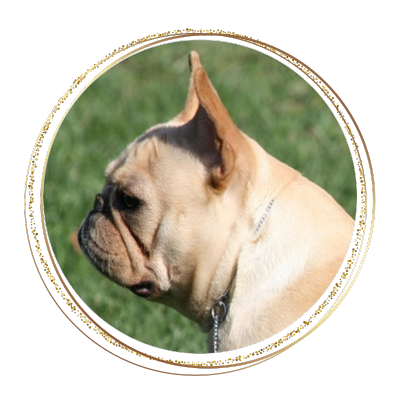 candid image of a french bulldog female looking far away