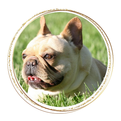 cream colored French bulldog laying in the grass looking at the sun